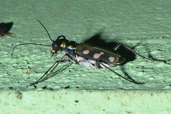 Cosmodela fleutiauxi