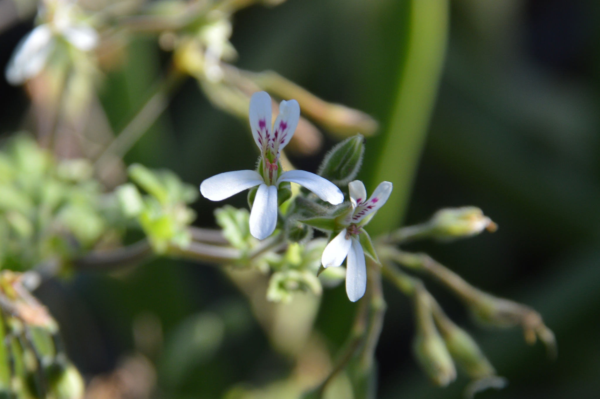 Imagem de Malva-cheirosa
