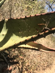 Aloe marlothii marlothii