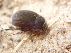 Maladera holosericea
