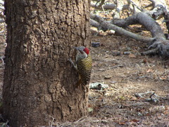 Campethera bennettii bennettii