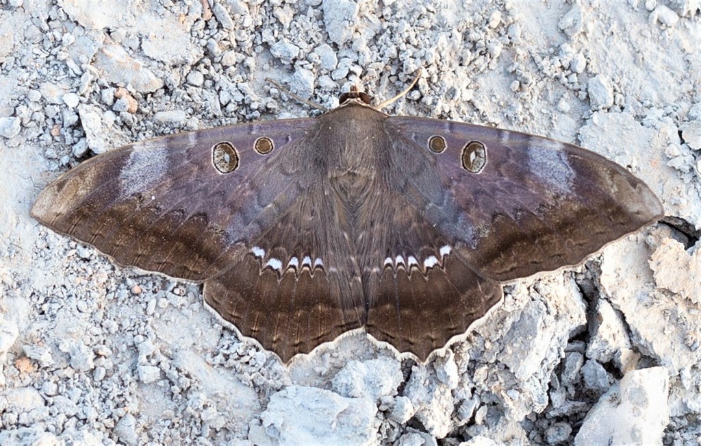 Cyclopis caecutiens