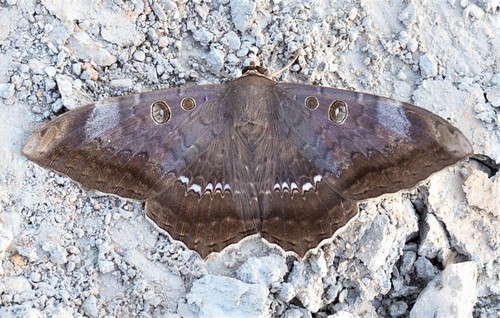 Cyclopis caecutiens