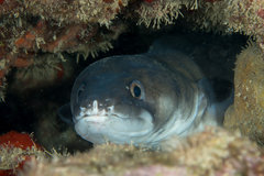 Conger marginatus