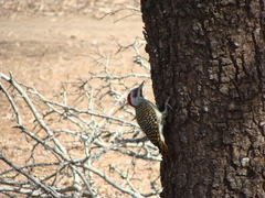 Campethera bennettii bennettii