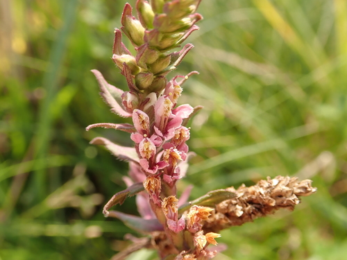 Red Bartsia