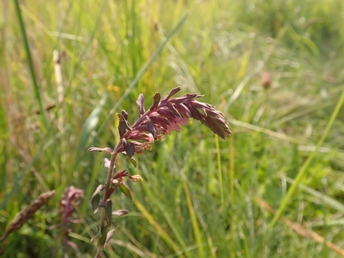 Red Bartsia