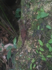 Gonocephalus kuhlii
