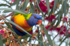 Rainbow Lorikeet - Photo (c) Andrew Allen, some rights reserved (CC BY), uploaded by Andrew Allen