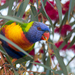 Rainbow Lorikeet - Photo (c) Andrew Allen, some rights reserved (CC BY), uploaded by Andrew Allen