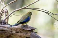 Neophema chrysostoma