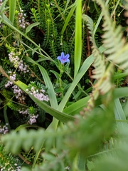 Glandora prostrata