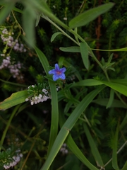 Glandora prostrata