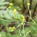 Bupleurum praealtum - Photo (c) Paola Casale, some rights reserved (CC BY-NC), uploaded by Paola Casale
