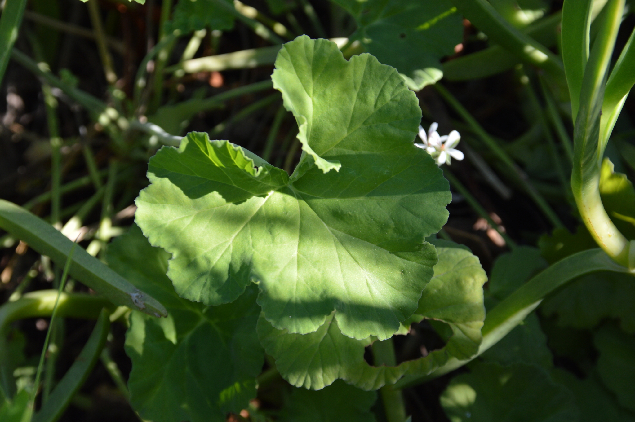 Imagem de Malva-cheirosa