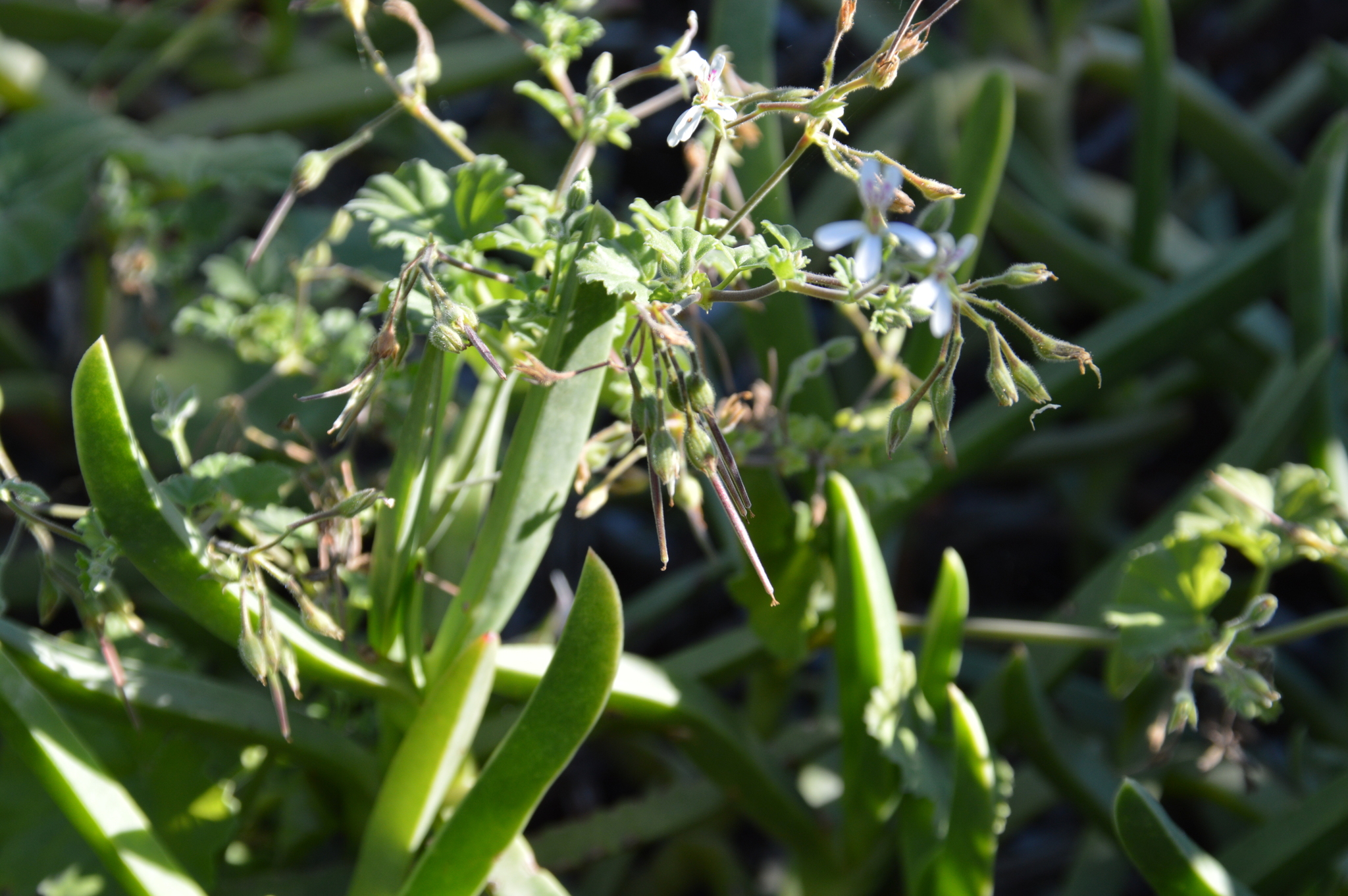Imagem de Malva-cheirosa