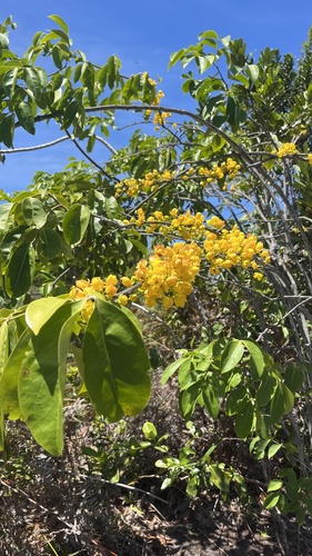 Chamaecrista duartei