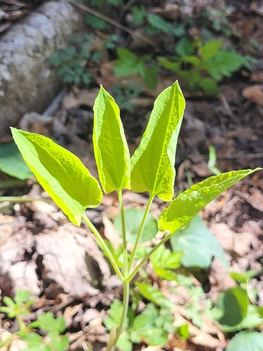 Image of Smilax ecirrhata by (c) Brandon McCracken, some rights reserved (CC BY)