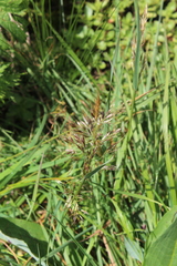 Bromus variegatus