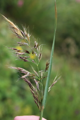 Bromus variegatus