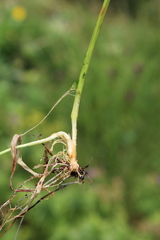 Bromus variegatus