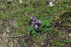 Corydalis conorhiza