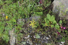 Pedicularis condensata