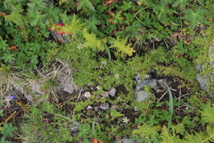 Pseudocherleria aizoides