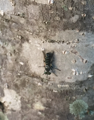 Atomosia