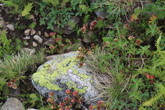 Sedum tenellum