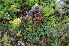 Sedum tenellum
