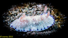 Goniobranchus aureopurpureus