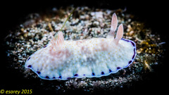 Goniobranchus aureopurpureus