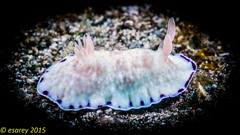 Goniobranchus aureopurpureus