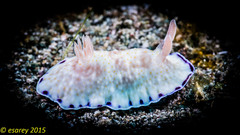 Goniobranchus aureopurpureus