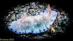 Goniobranchus aureopurpureus