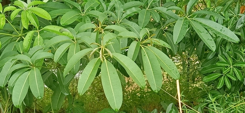 Alstonia angustiloba, photograph 6
