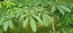 Alstonia angustiloba, photograph (c) Ong Jyh Seng, some rights reserved (CC BY-SA)