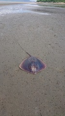 Hemitrygon bennettii