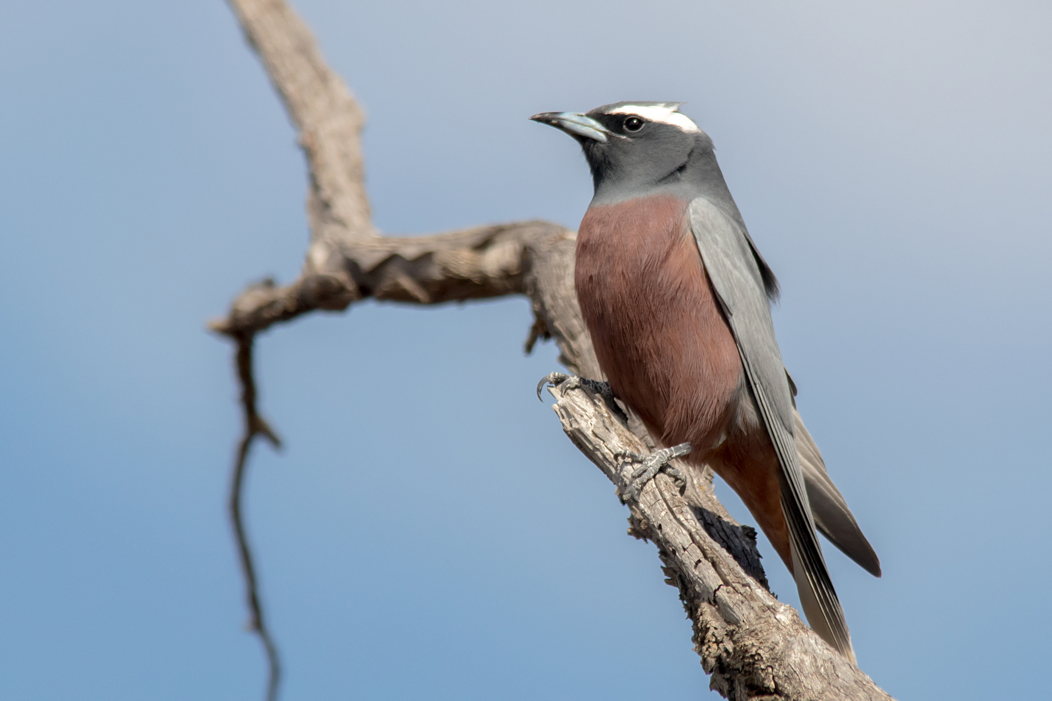 White-browed Woodswallow (Artamus superciliosus)