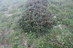 Rhododendron caucasicum