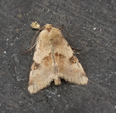Heliothis