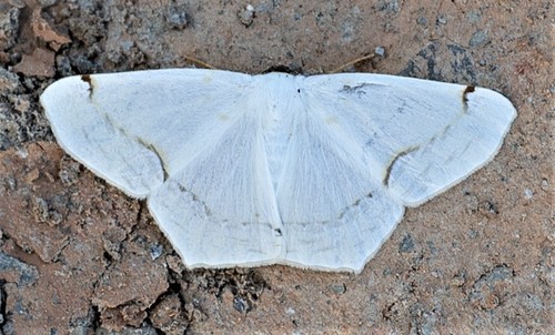 Sericoptera penicillata