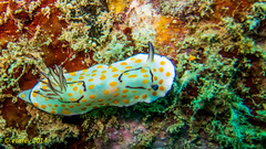 Goniobranchus annulatus