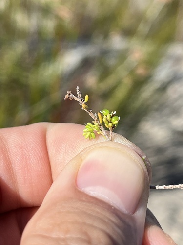 Image of Erica benthamiana by (c) Ren Hoekstra, some rights reserved (CC BY)