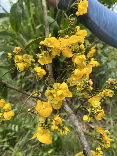 Chamaecrista ensiformis