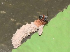 Paraleptomenes miniatus