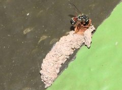 Paraleptomenes miniatus