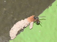 Paraleptomenes miniatus