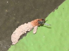 Paraleptomenes miniatus